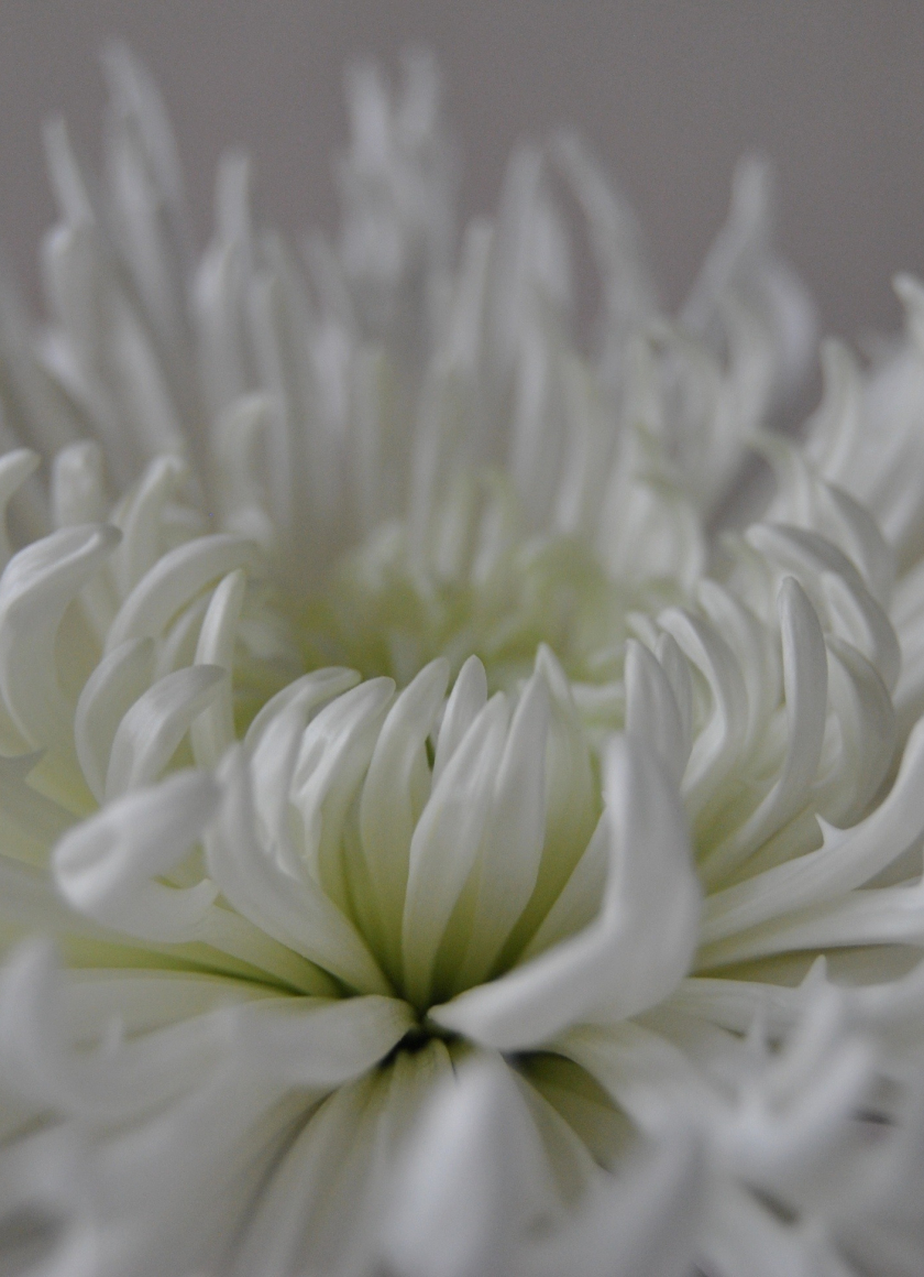 Download wallpaper 840x1160 white flower, close up, petals, bloom