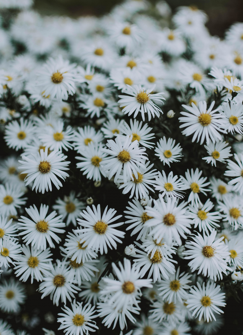 Download wallpaper 840x1160 meadow, wildflowers, white, beautiful ...