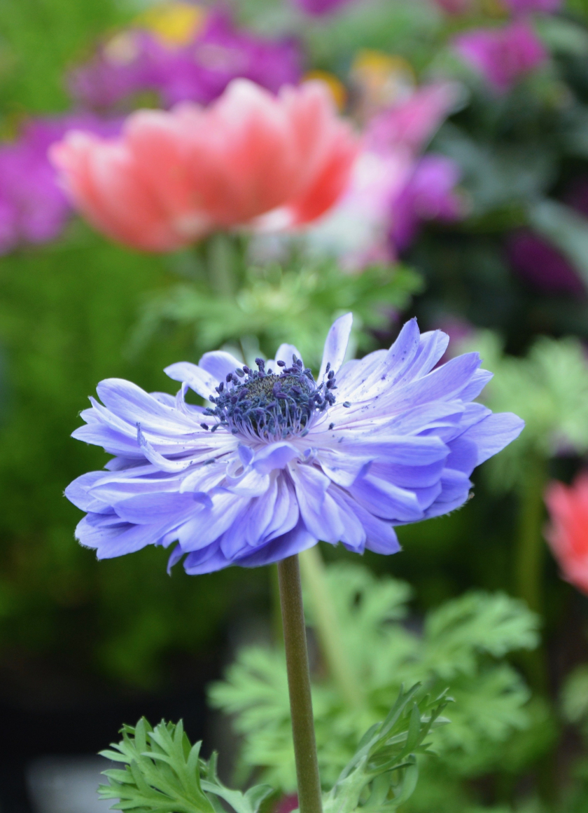 Download Blue Anemone Meadow Flower 840x1160 Wallpaper Iphone 4 Iphone 4s Ipod Touch 840x1160 Hd Image Background 4850