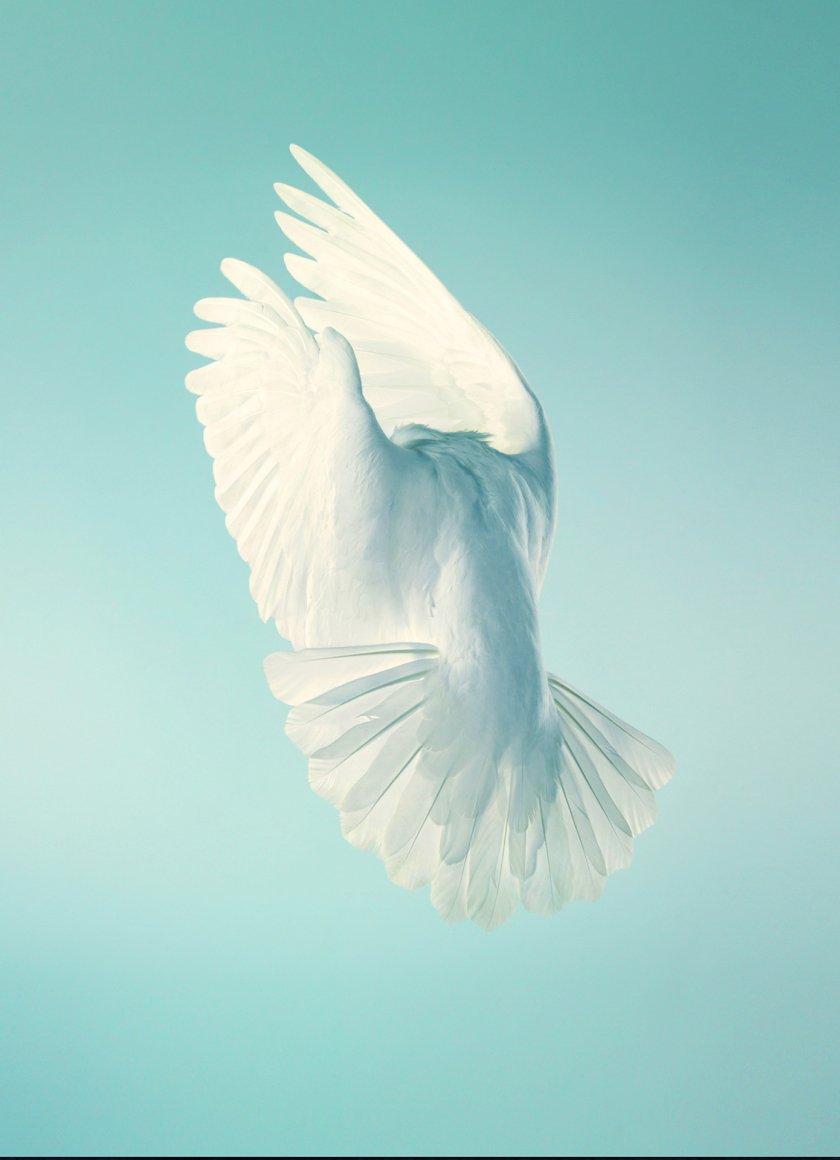 Download wallpaper 840x1160 pigeon, white bird, peace, stock, iphone 4 ...