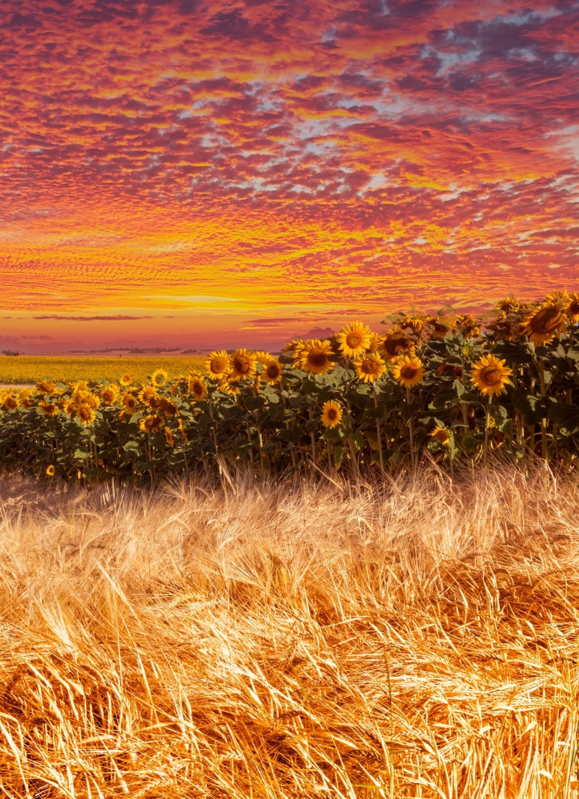 Wheat and sunflower farm, sunset, 840x1160 wallpaper
