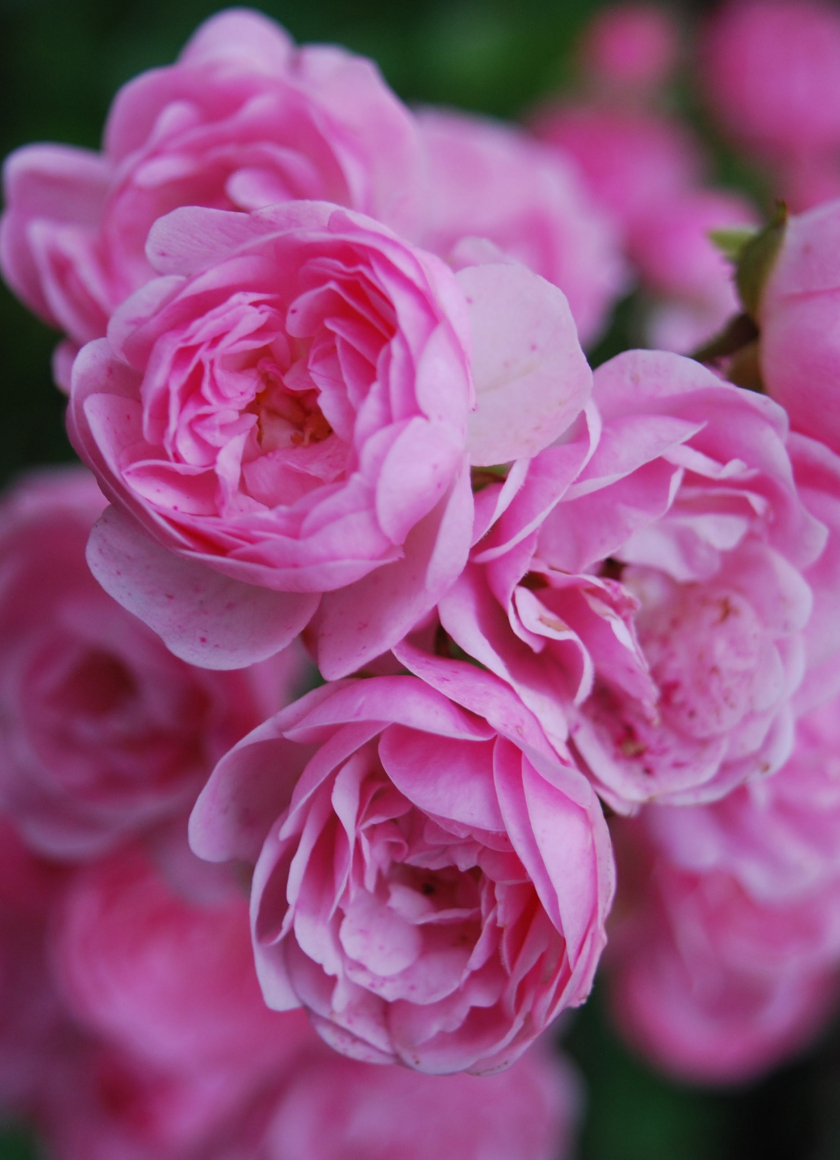 Download wallpaper 840x1160 pink flowers, roses, iphone 4, iphone 4s ...