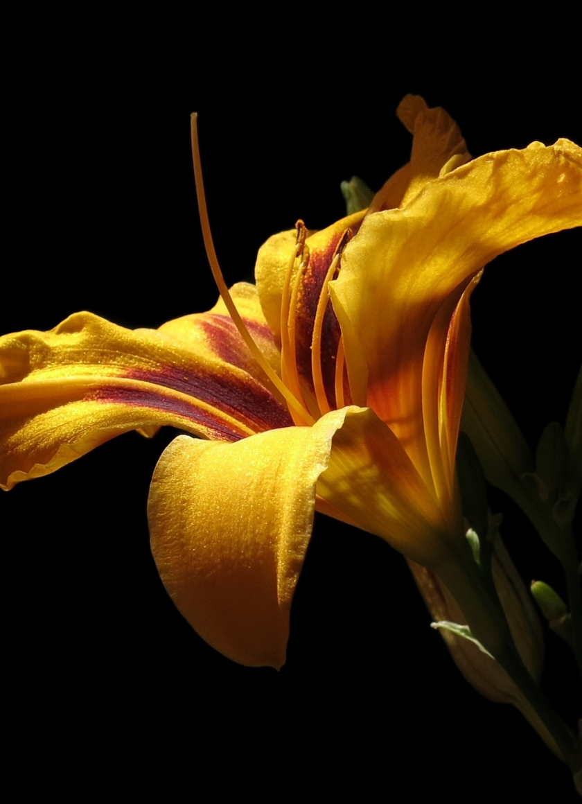 Download wallpaper 840x1160 daylily, portrait, flower, iphone 4, iphone