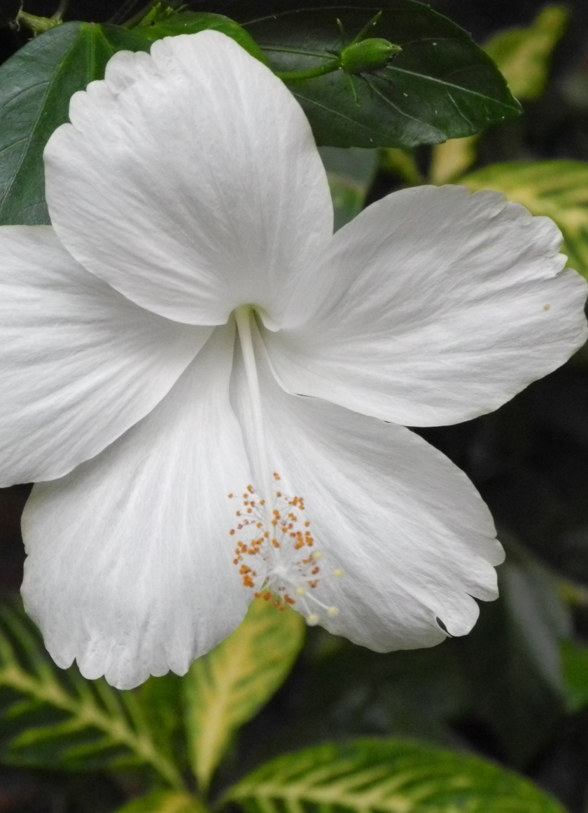 Download wallpaper 840x1160 white hibiscus, flowers, bloom, close up ...