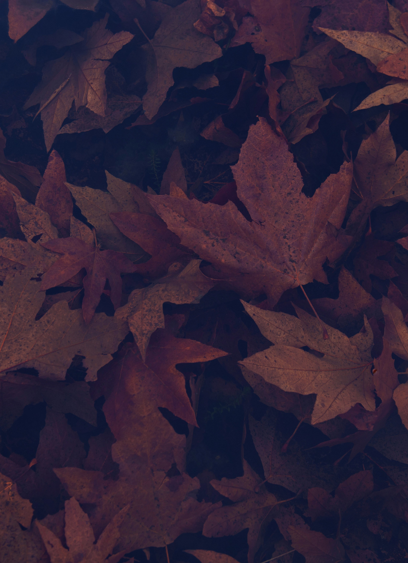 Download wallpaper 840x1160 dark, portrait, maple leaves, autumn ...