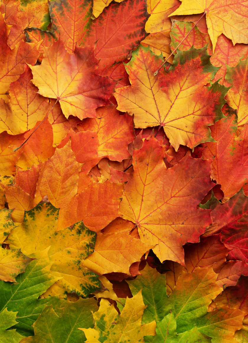 Download wallpaper 840x1160 autumn, leaf, colored, iphone 4, iphone 4s ...