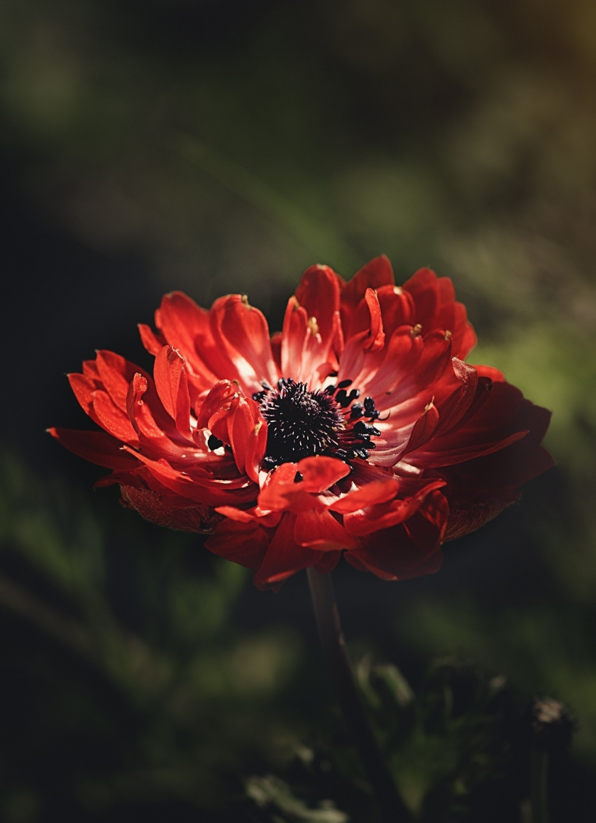 Download wallpaper 840x1160 red, anemone, flower, portrait, iphone 4