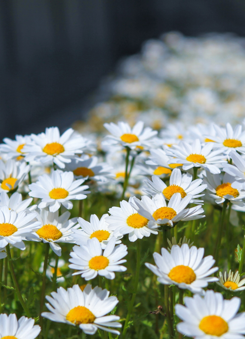 Meadow, spring, flowers, white daisy, 840x1160 wallpaper