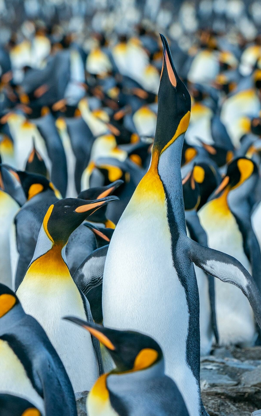 Wallpaper Penguins Ios Bird Penguin Adlie Penguin Background   Download Free Image