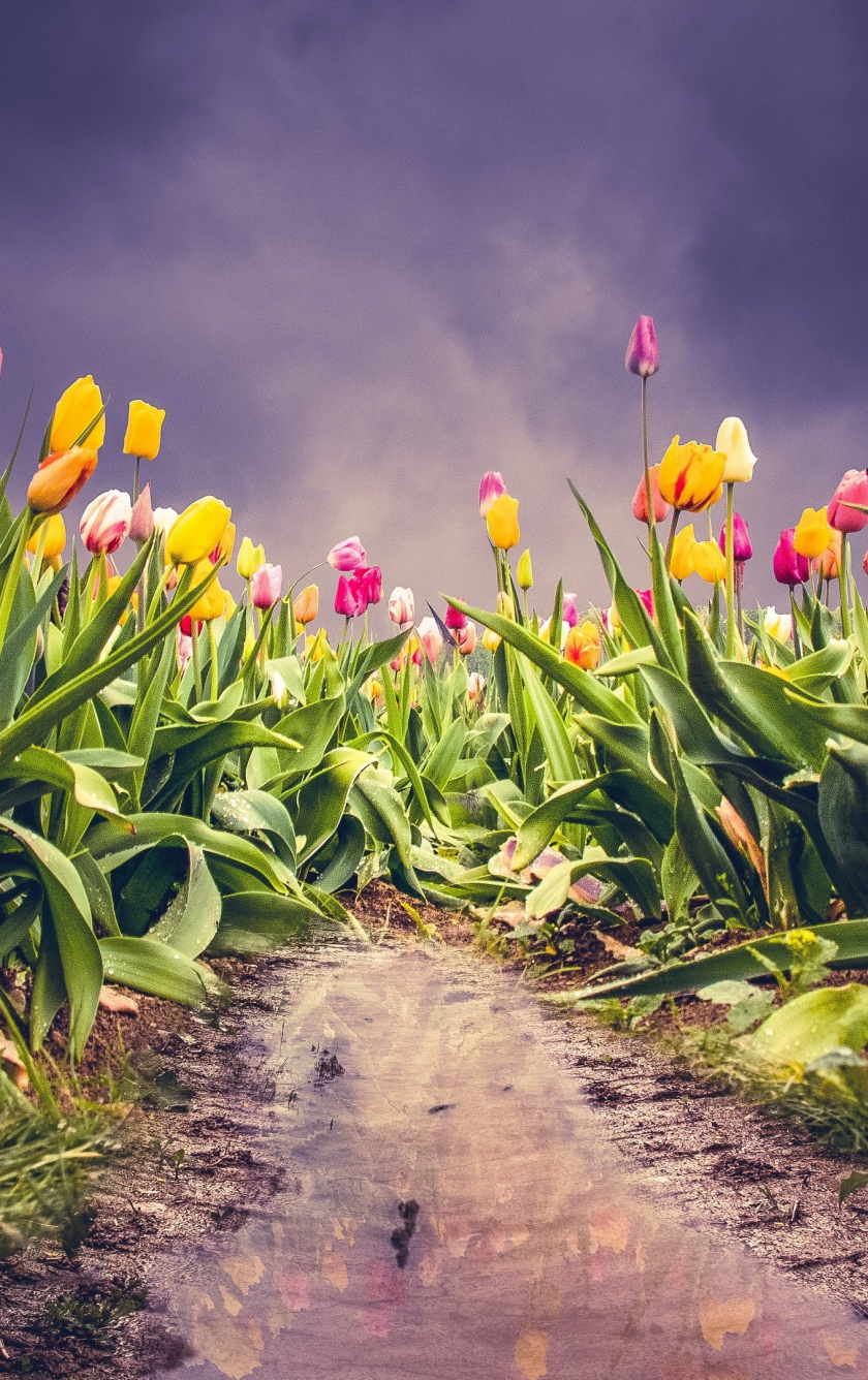 Download wallpaper 840x1336 farm of tulips, pink-yellow flowers ...