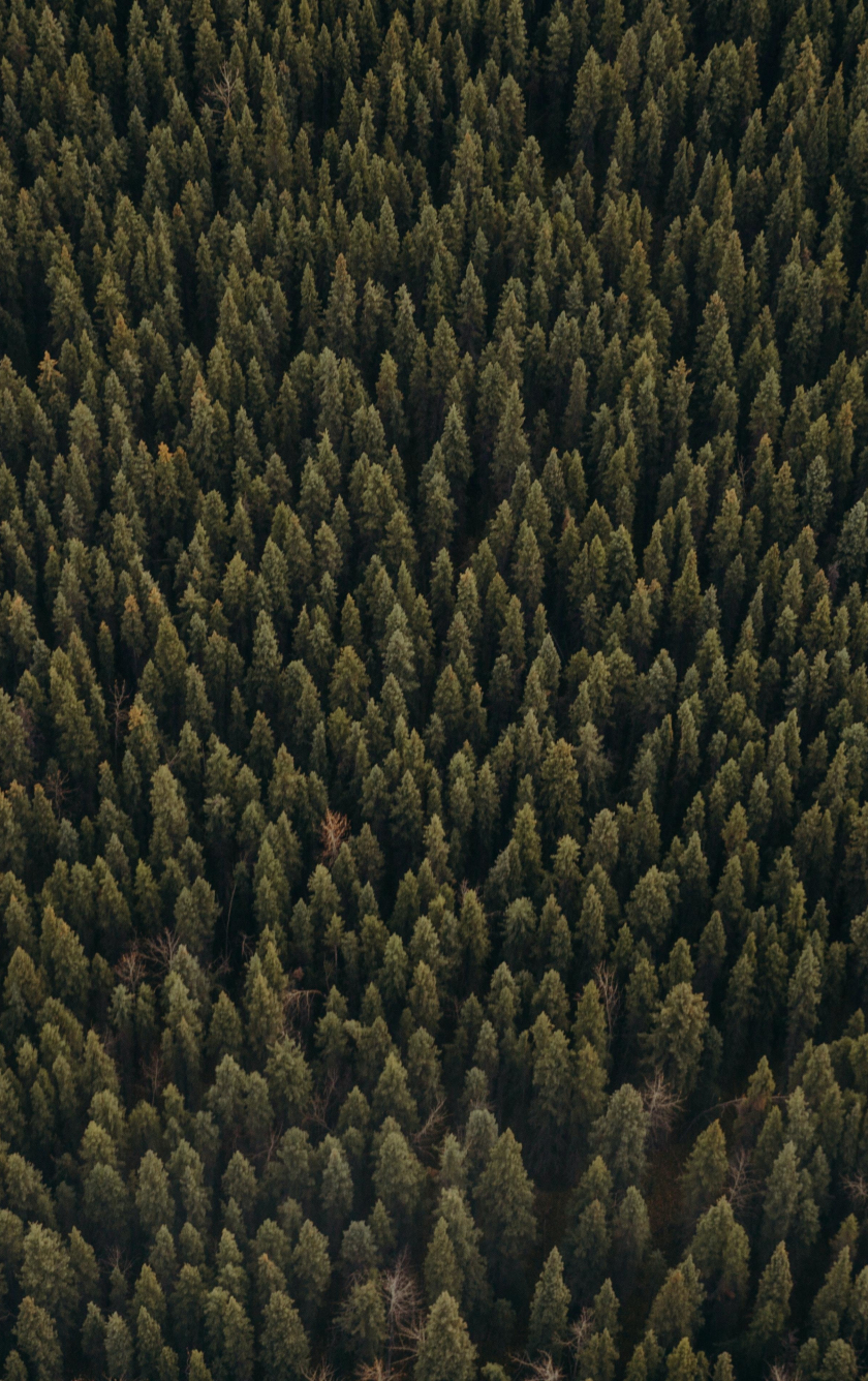 Download wallpaper 840x1336 green trees' tops, forest, aerial view ...