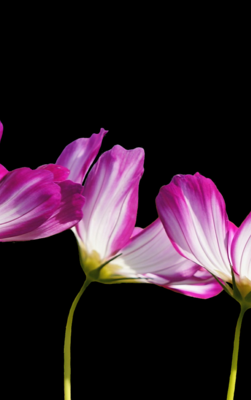 Download wallpaper 840x1336 pink white flowers, garden plants, iphone 5 ...