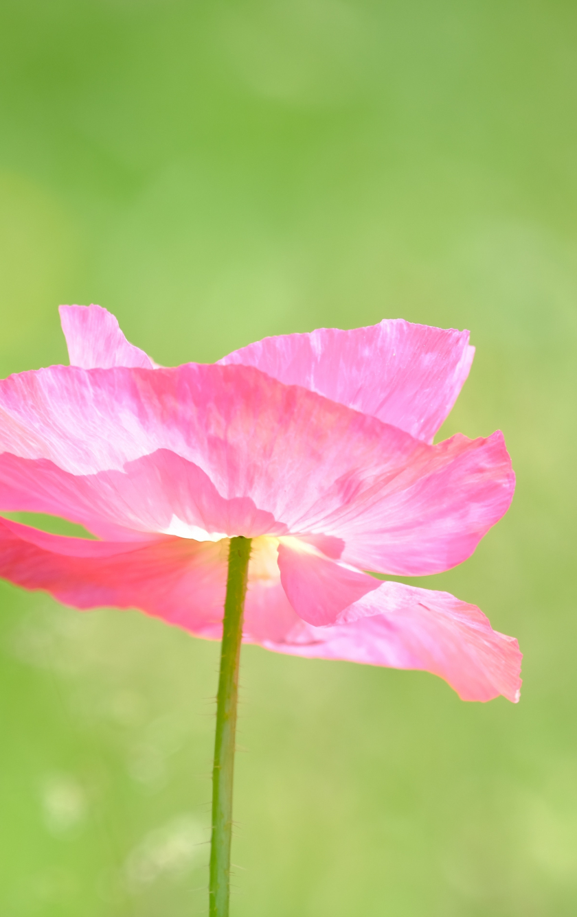 Download wallpaper 840x1336 poppy, a pink flower close up, summer