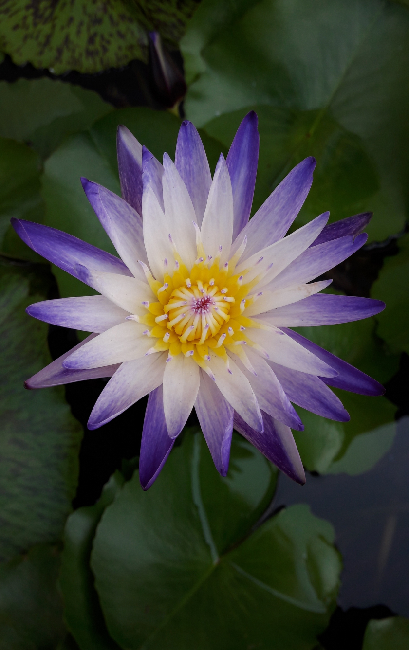 Download wallpaper 840x1336 water lily, bloom, purple white flower