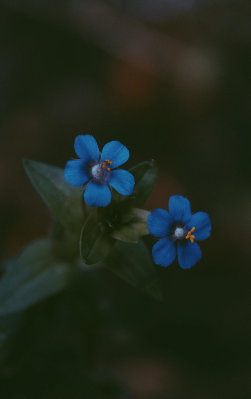 Download wallpaper 840x1336 blue, bright flowers, pair, iphone 5