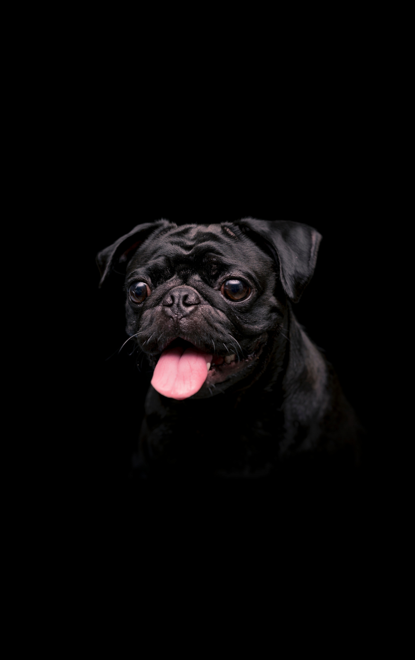Download wallpaper 840x1336 black cute dog, animal, iphone 5 ...