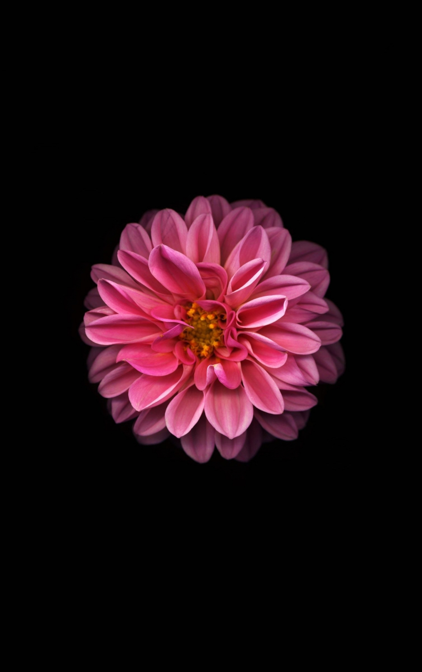 Download 840x1336 Wallpaper Pink Dahlia Minimal And Dark Iphone 5 Iphone 5s Iphone 5c Ipod Touch 840x1336 Hd Image Background