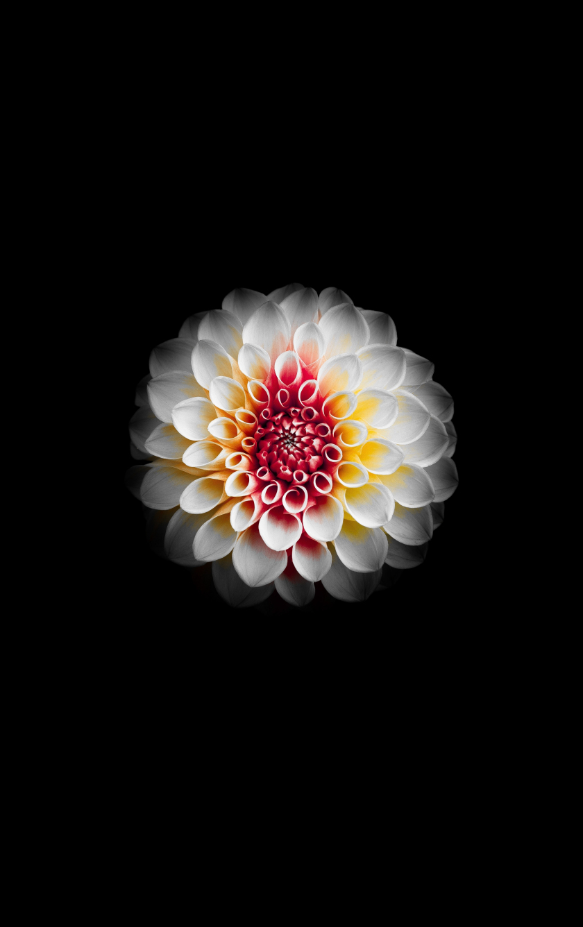 Download Portrait White Dahlia Flower 840x1336 Wallpaper Iphone 5 Iphone 5s Iphone 5c Ipod Touch 840x1336 Hd Image Background