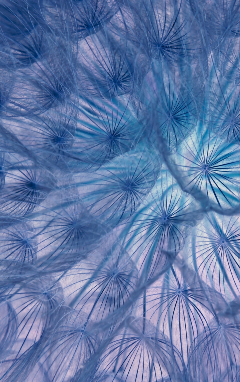 Flower, threads, close-up, dandelion, 840x1336 wallpaper
