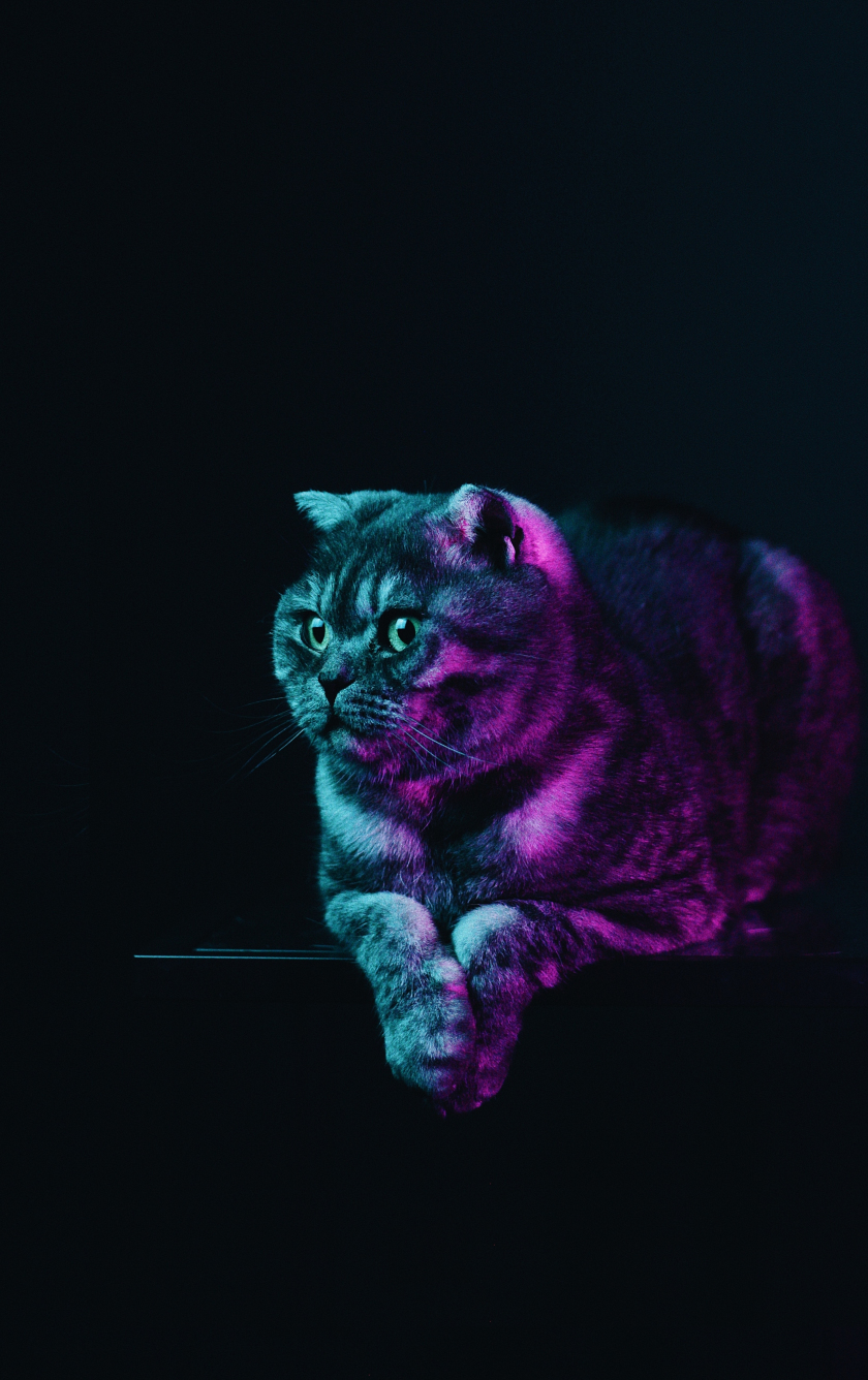 glowing cat wallpaper
