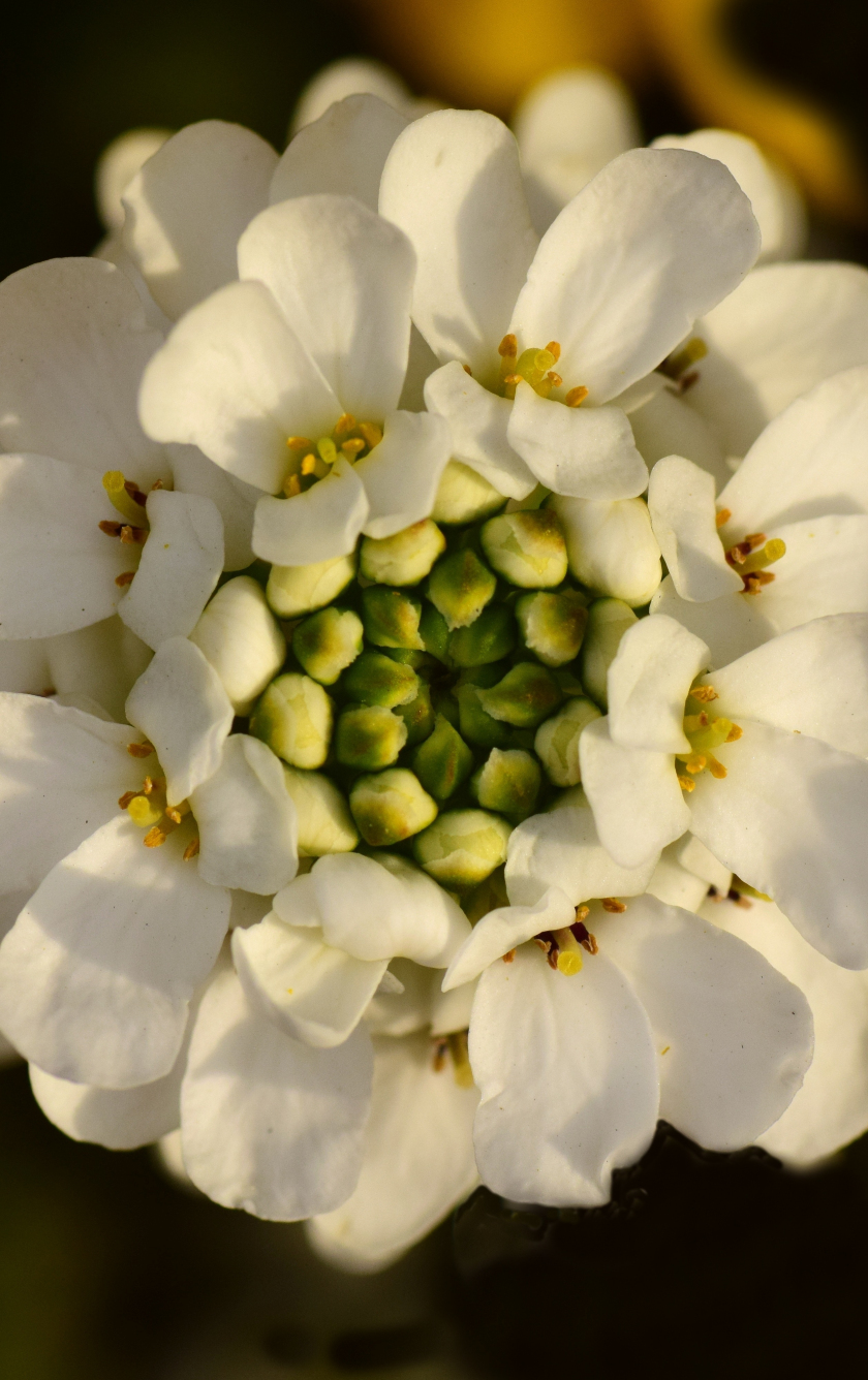 Download wallpaper 840x1336 close up, bloom, white flower, bud, iphone