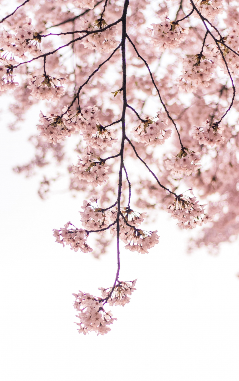 Download wallpaper 840x1336 blossom, pink flowers, tree branch, iphone