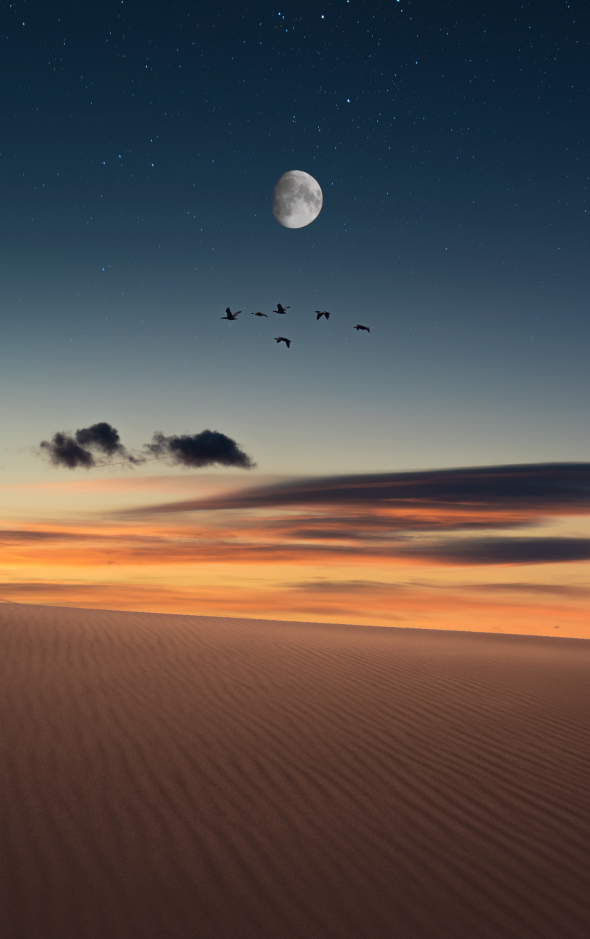 Full moon, birds, landscape, desert, 840x1336 wallpaper