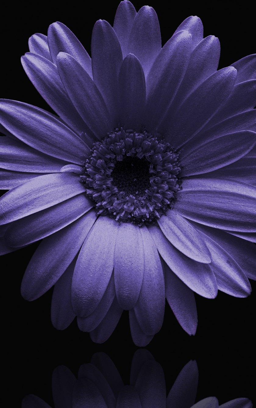 Download wallpaper 840x1336 portrait, blue gerbera, flower, iphone 5 ...