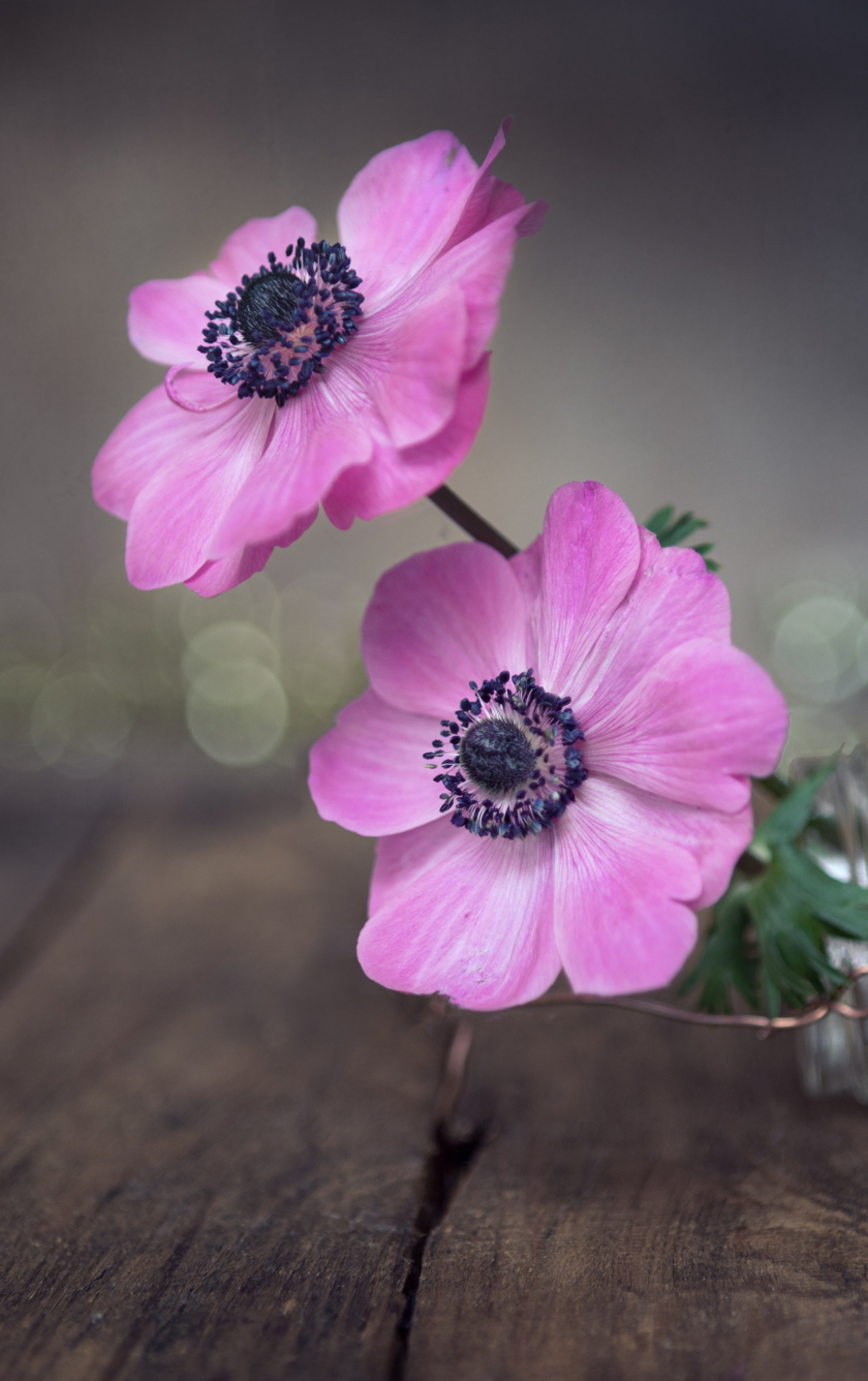 Download 840x1336 Wallpaper Close Up Pink Anemone Beautiful Iphone 5 Iphone 5s Iphone 5c Ipod Touch 840x1336 Hd Image Background