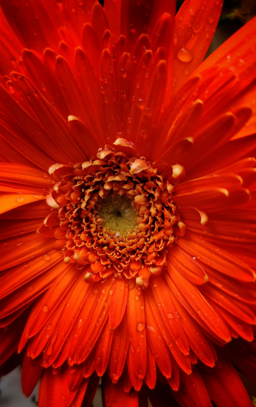 Download wallpaper 840x1336 orange flower, petals, close up, iphone 5