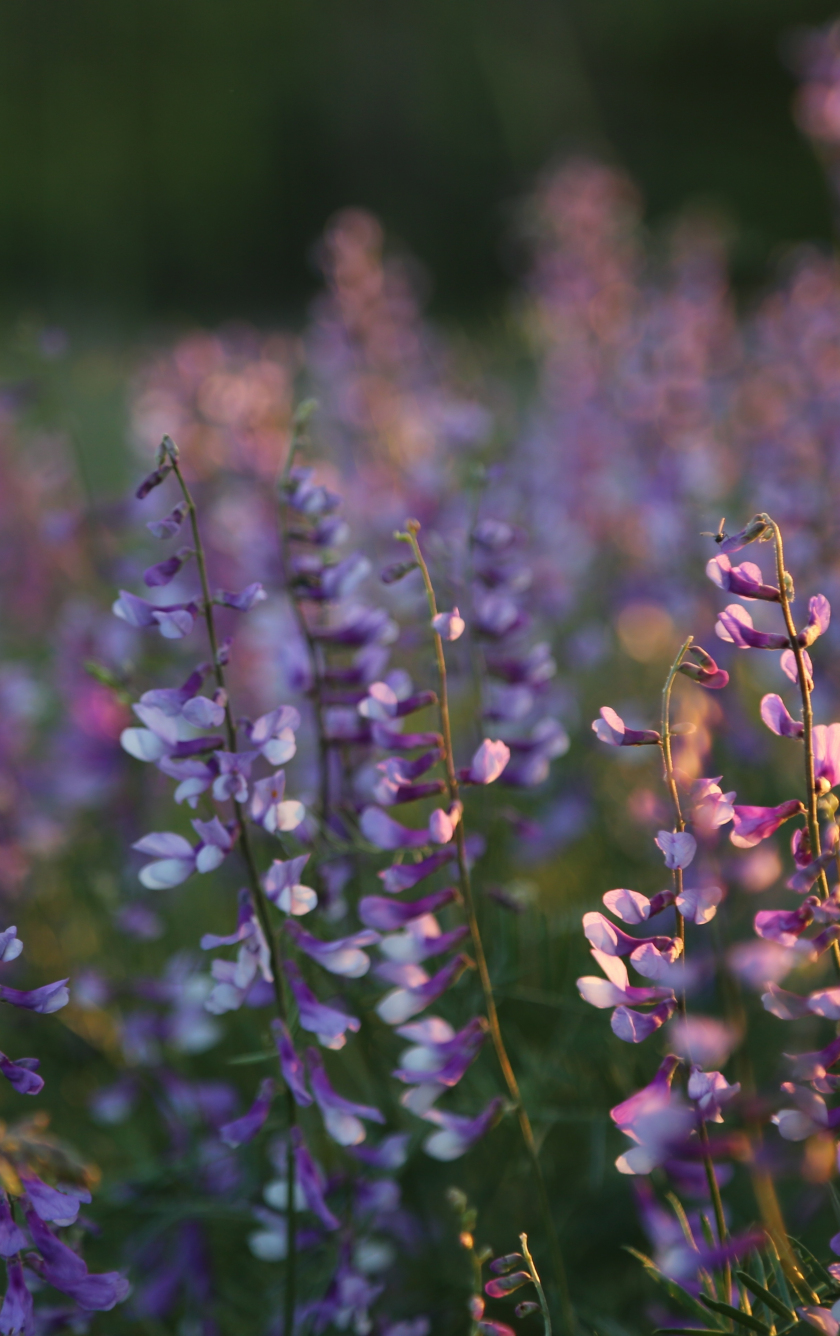 Download wallpaper 840x1336 portrait, wild flowers, blur, meadow, iphone 5,  iphone 5s, iphone 5c, ipod touch, 840x1336 hd background, 8240