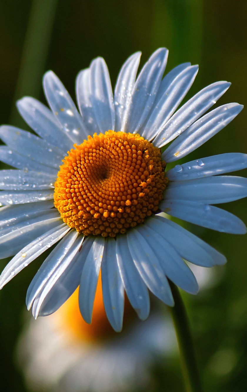 Download 840x1336 wallpaper daisy, summer, flower, drops, iphone 5