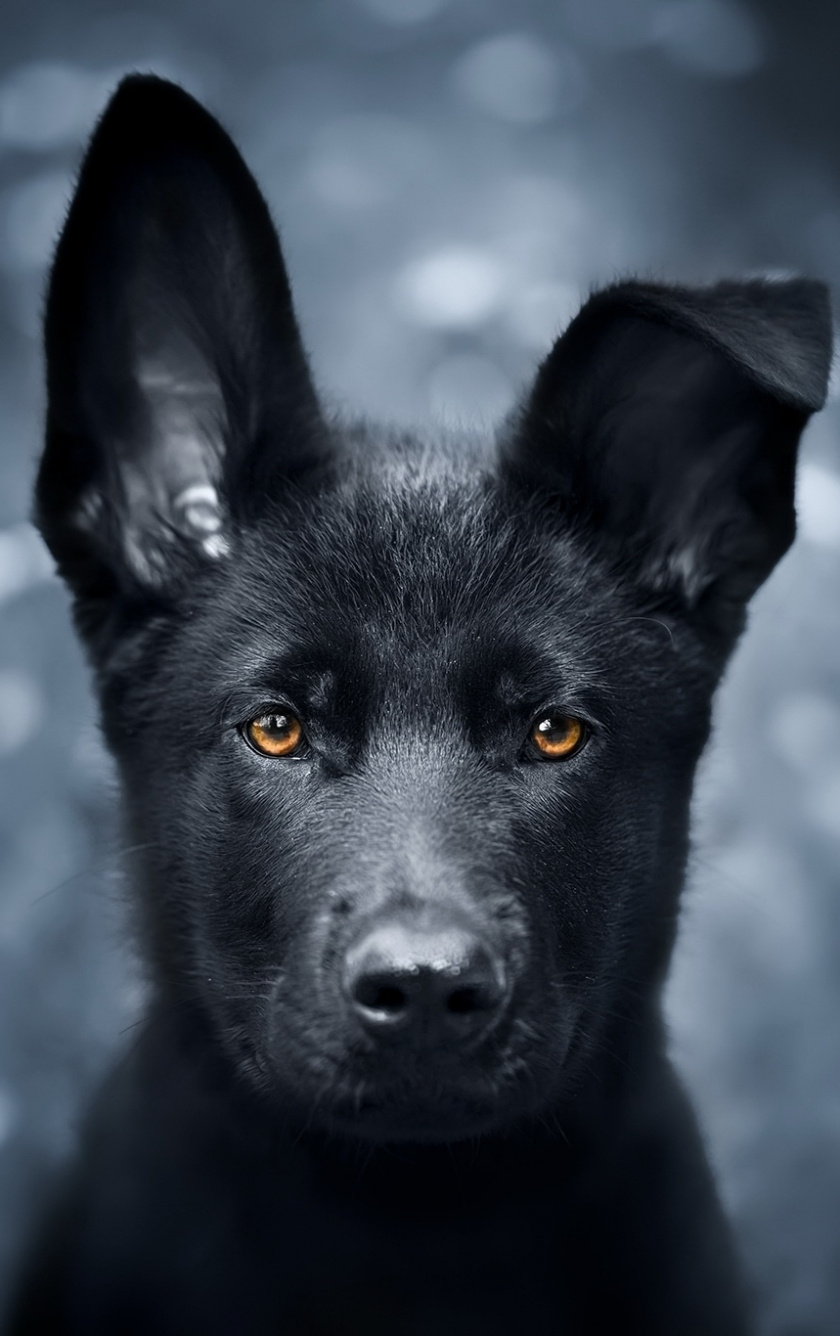 Download wallpaper 840x1336 pet, black puppy, german shepherd, iphone 5 ...