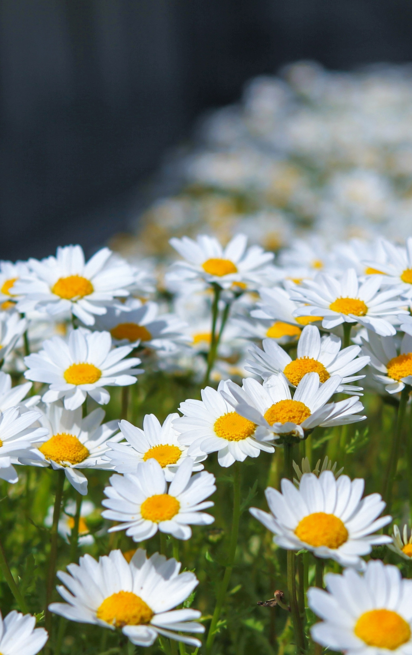 Meadow, spring, flowers, white daisy, 840x1336 wallpaper