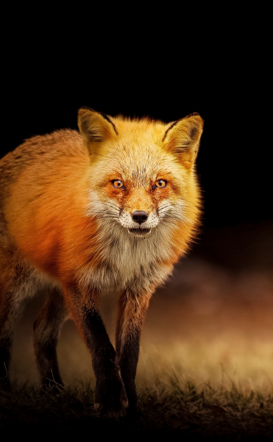 Download wallpaper 950x1534 red fox, predator, portrait, iphone ...