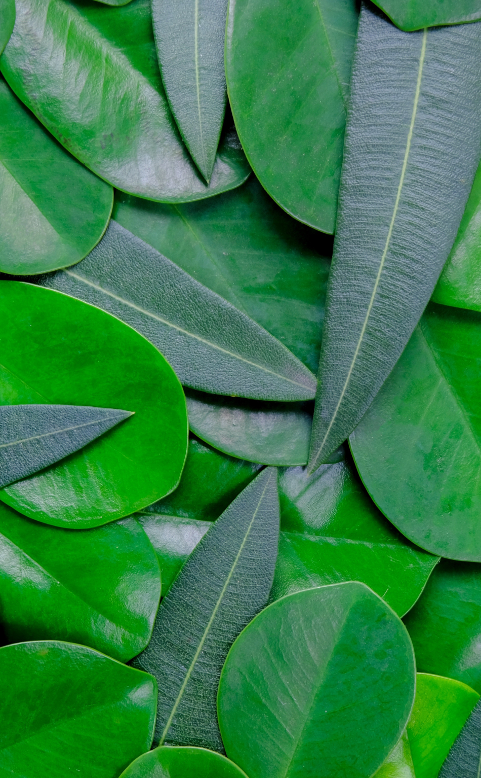 Download wallpaper 950x1534 green leaves, close up, arranged ...