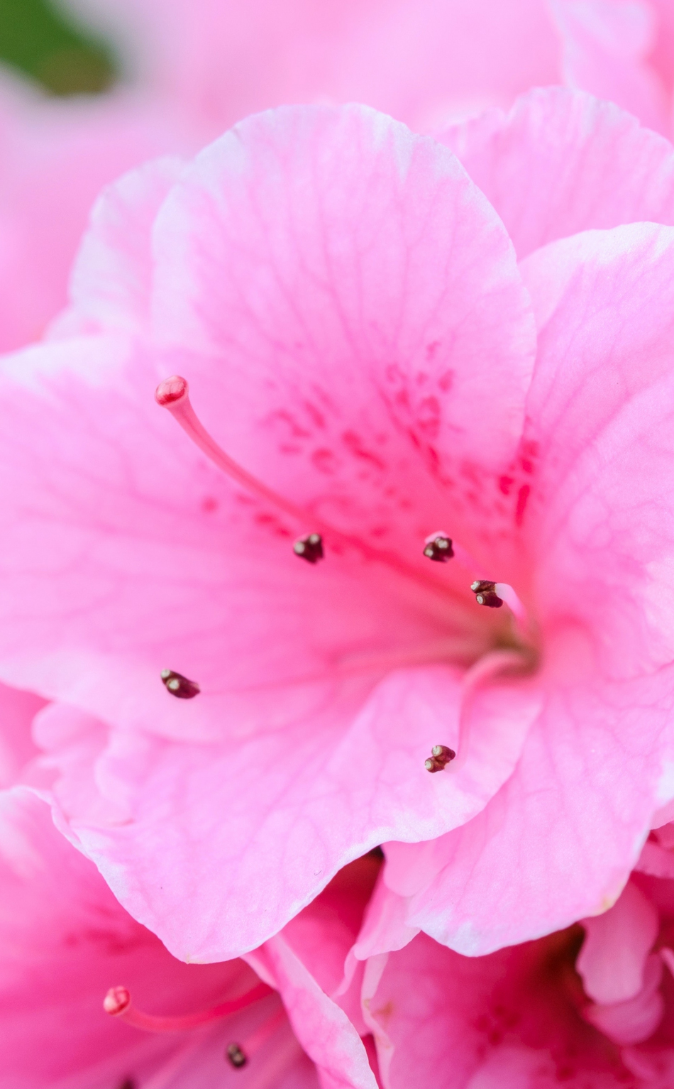 Steam pink flower фото 21