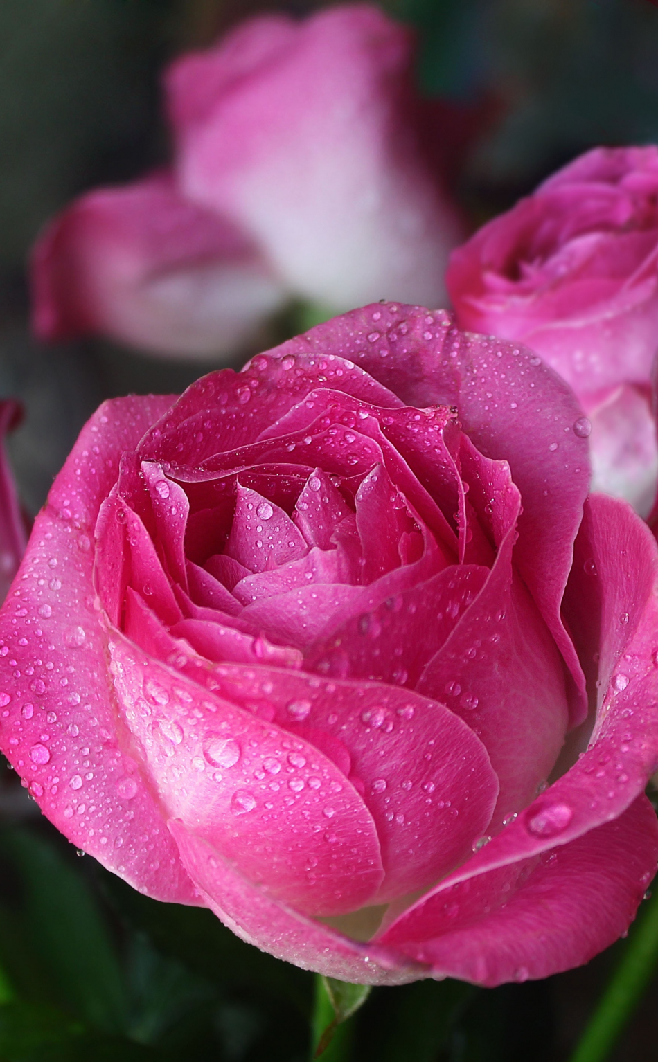     РОЗА РОЗОВАЯ  Drops-pink-roses