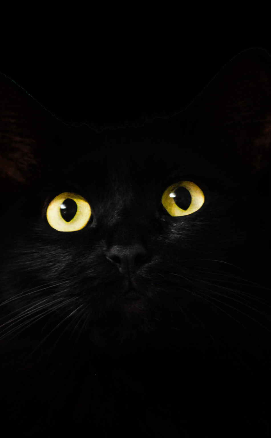 Download wallpaper 950x1534 black cat, muzzle, animal, yellow eyes ...