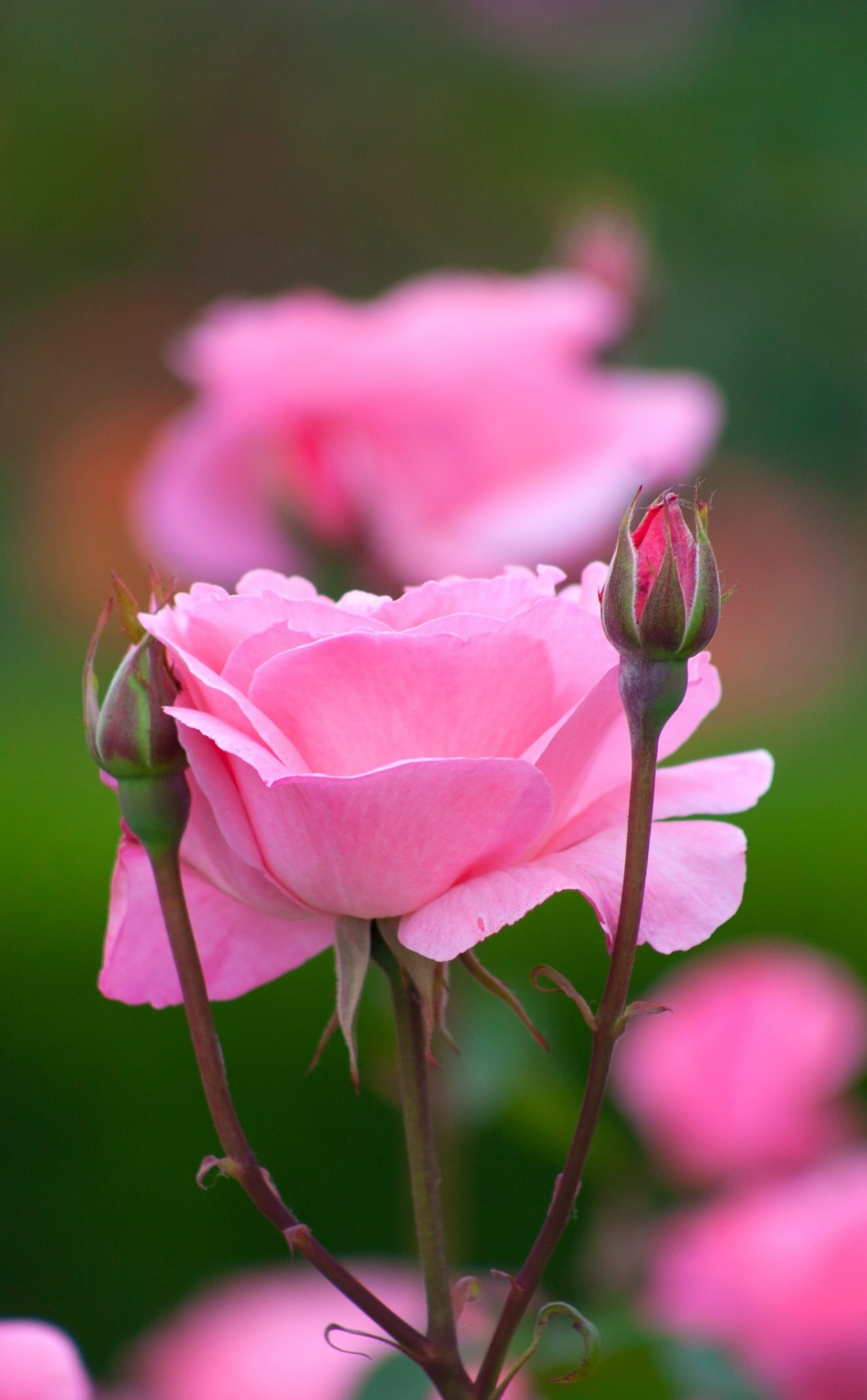 Download wallpaper 950x1534 rose, flowers, bloom, bud, pink, portrait,  iphone, 950x1534 hd background, 5549