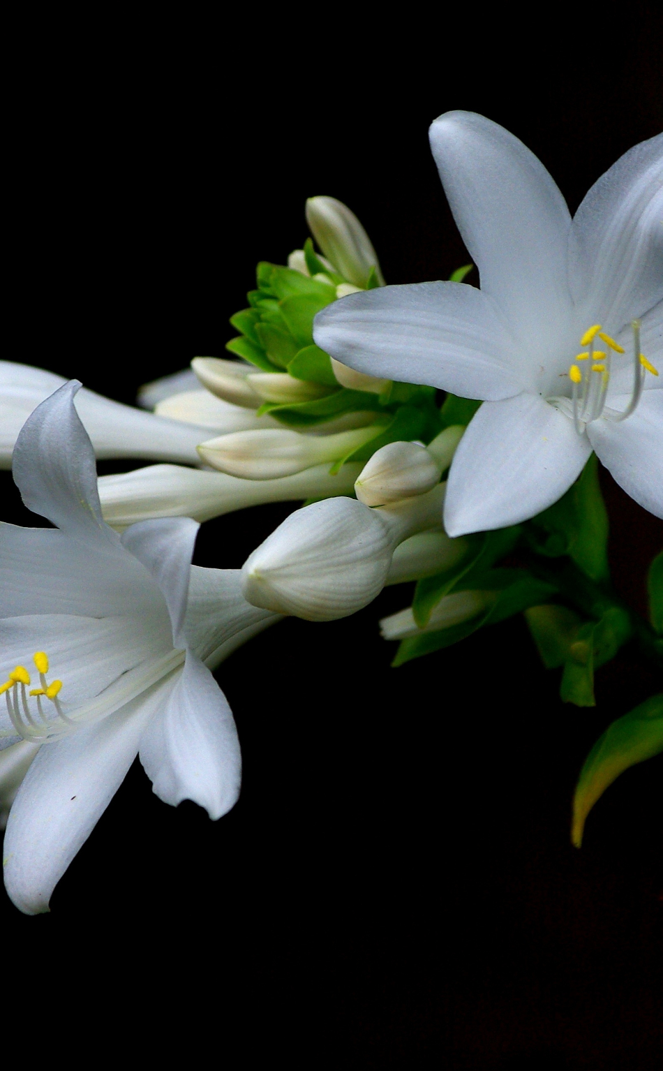 Download wallpaper 950x1534 white, daylily, portrait, flowers, iphone