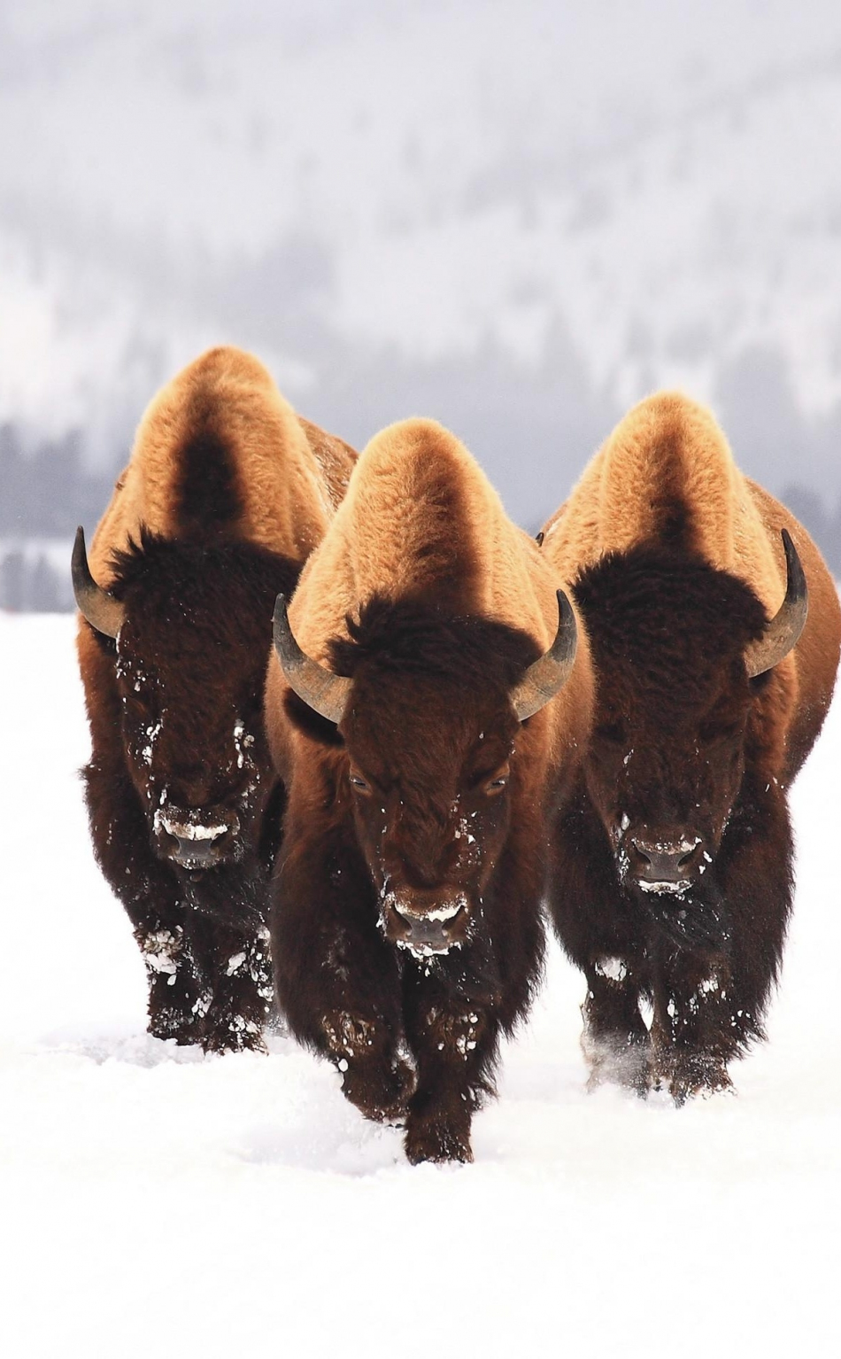 Bison Wallpaper  Apps on Google Play