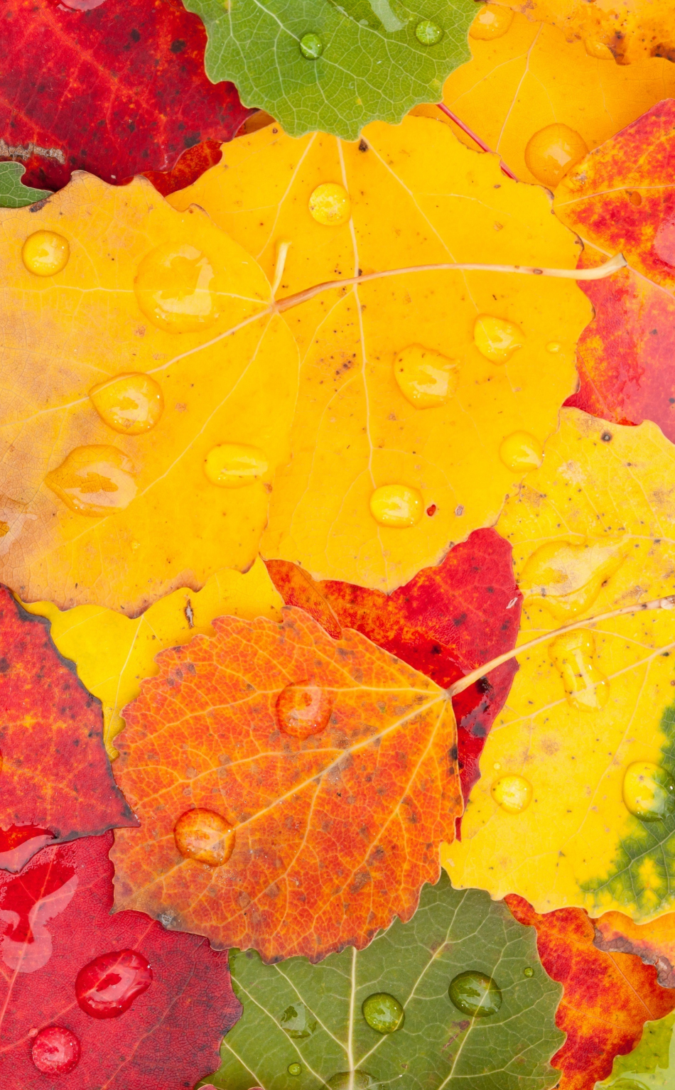 Download wallpaper 950x1534 autumn, drops, macro, leaves, iphone ...