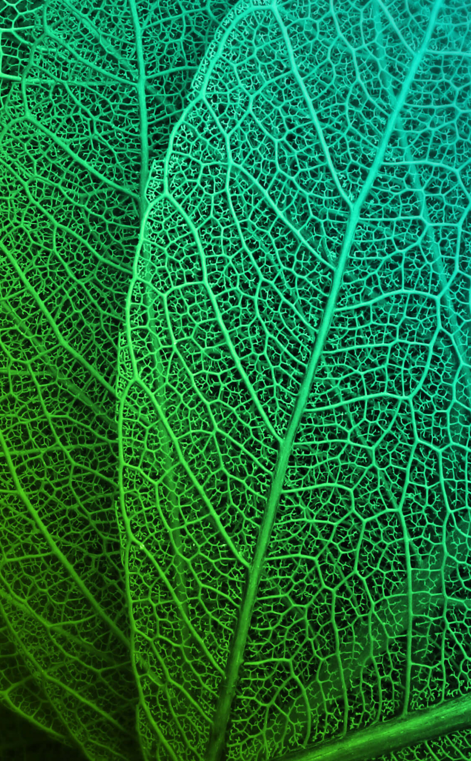 Download 950x1534 Wallpaper Green Leaves Macro Veins Iphone 950x1534 Hd Image Background 3125