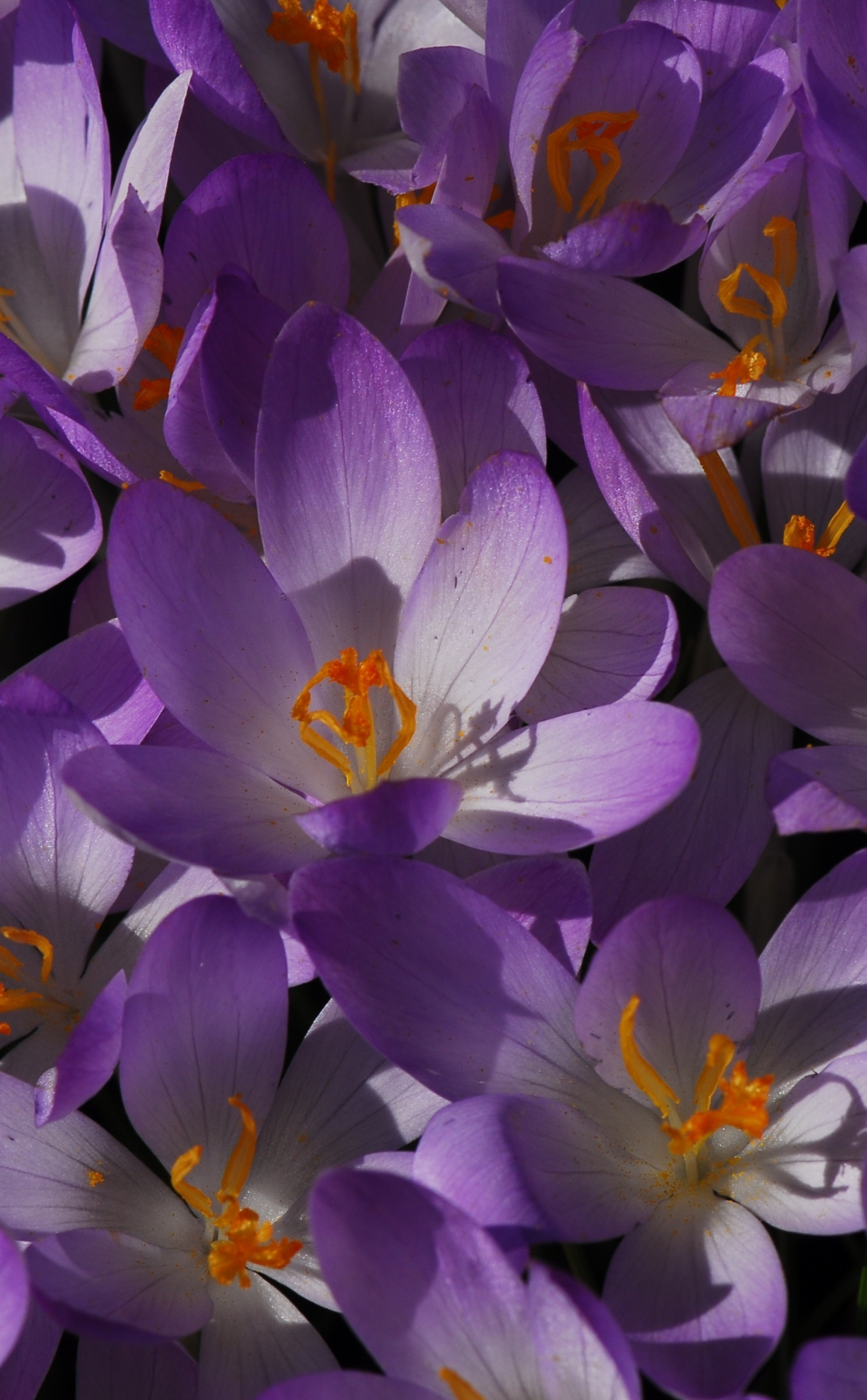 Download wallpaper 950x1534 bloom, flowers, purple crocus, iphone