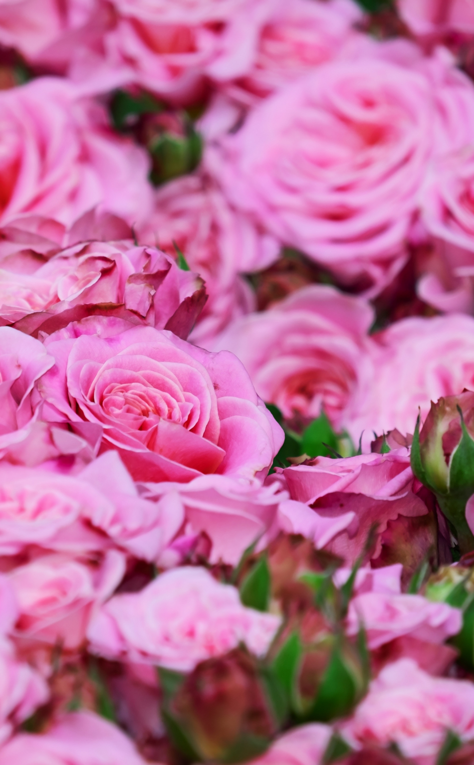 Download wallpaper 950x1534 roses, pink, fresh, bouquet, iphone