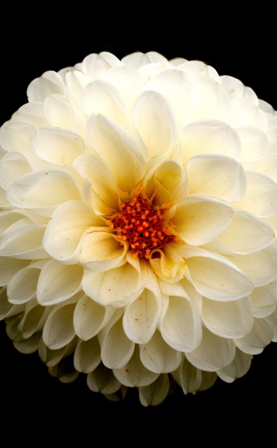 Download wallpaper 950x1534 white dahlia, flower, portrait, iphone