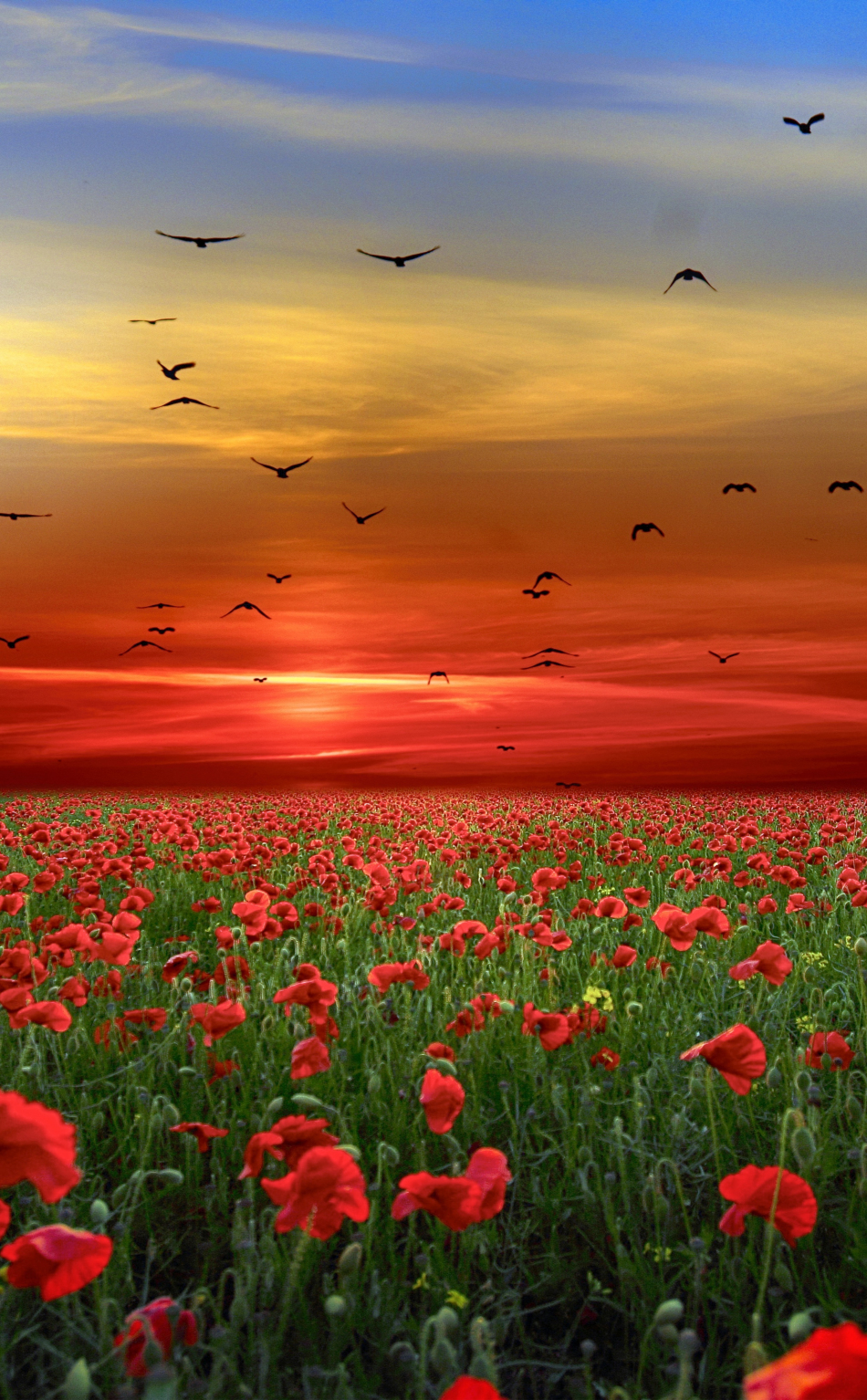 2002344 colorful amazing colors beautiful sunset spring sky flowers  field  Rare Gallery HD Wallpapers