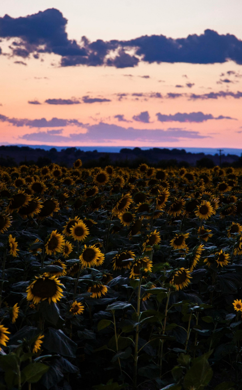 2560x1700 Sunflowers Sunset Chromebook Pixel HD 4k Wallpapers Images  Backgrounds Photos and Pictures