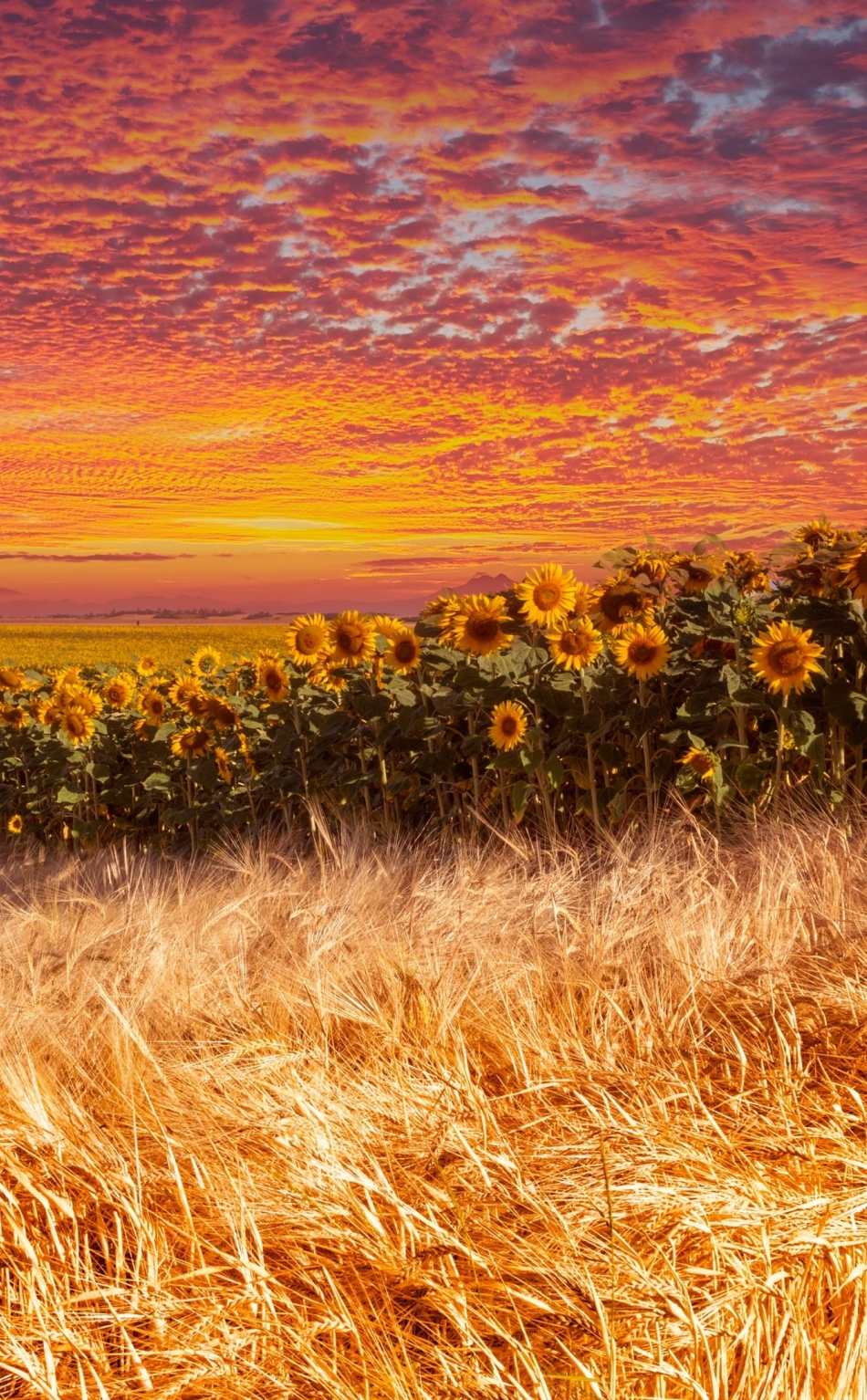 Wheat and sunflower farm, sunset, 950x1534 wallpaper